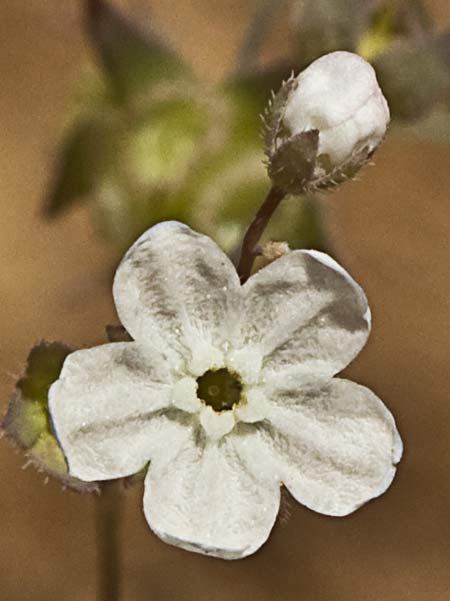 La Ombliguera (Omphalodes linifolia)