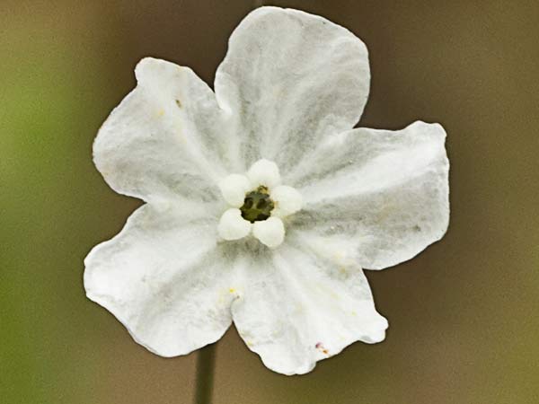 La Ombliguera (Omphalodes linifolia)