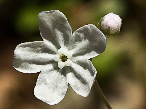 La Ombliguera (Omphalodes linifolia)