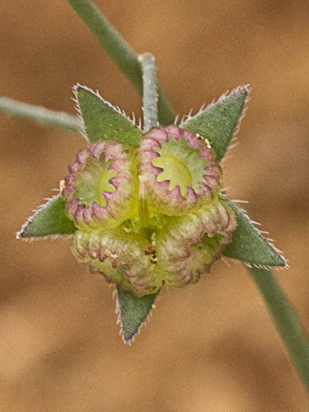La Ombliguera (Omphalodes linifolia)