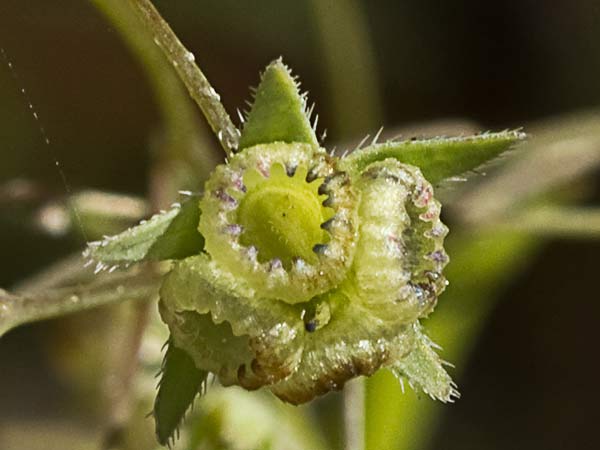La Ombliguera (Omphalodes linifolia)