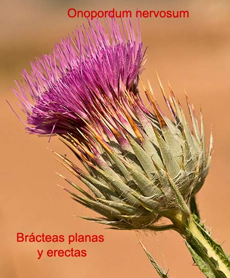 Diferencias entre las Onopordum (nervosum, illyricum y acanthium