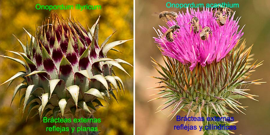 Diferencias entre las Onopordum (nervosum, illyricum y acanthium