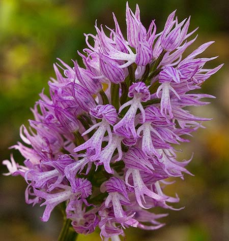 Orchis itálica