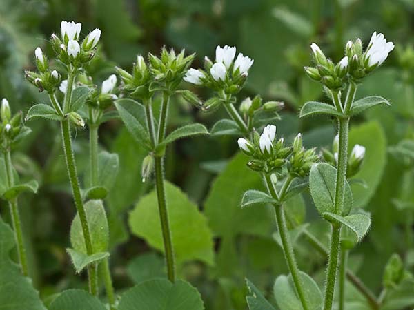 Oreja de ratón (Cerastium glomeratum)