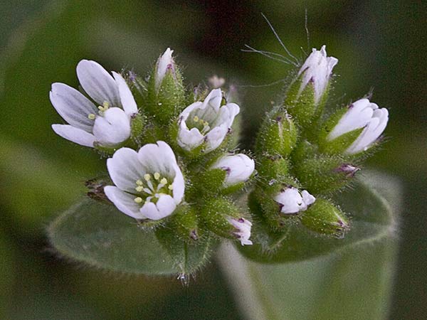 Oreja de ratón (Cerastium glomeratum)