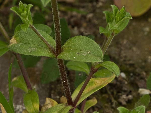 Oreja de ratón (Cerastium glomeratum)
