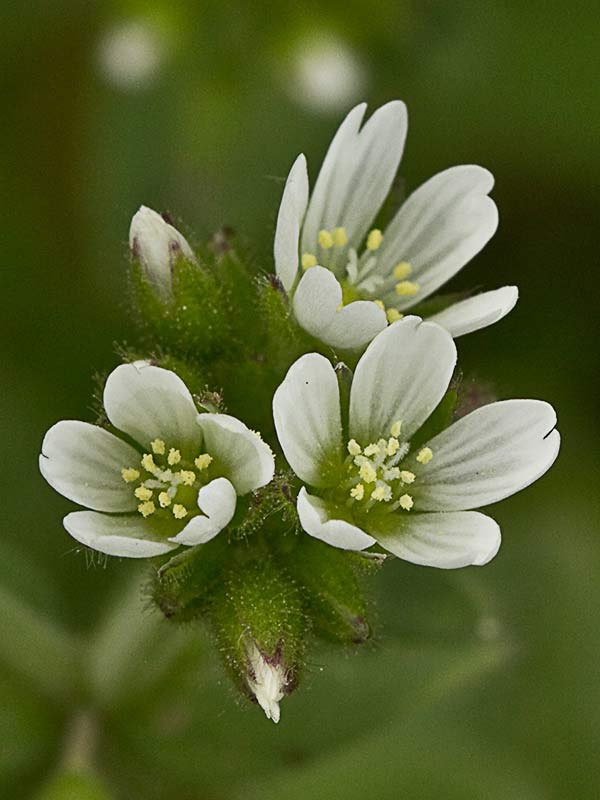 Oreja de ratón (Cerastium glomeratum)