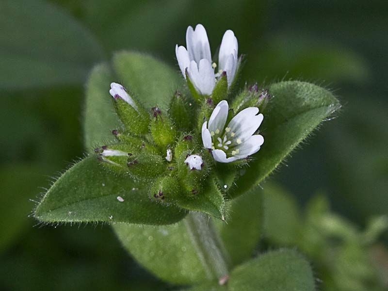 Oreja de ratón (Cerastium glomeratum)