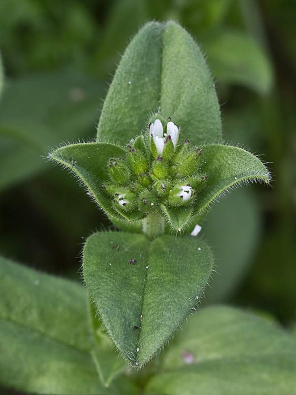 Oreja de ratón (Cerastium glomeratum)