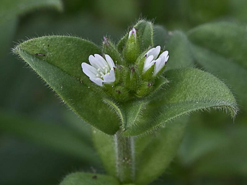 Oreja de ratón (Cerastium glomeratum)