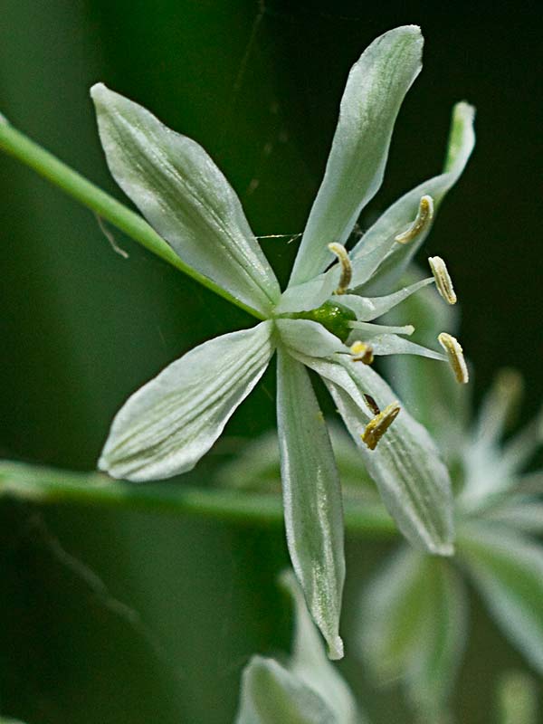 Inflorescencia del Ajo de lobo (Ornithogalum narbonense)