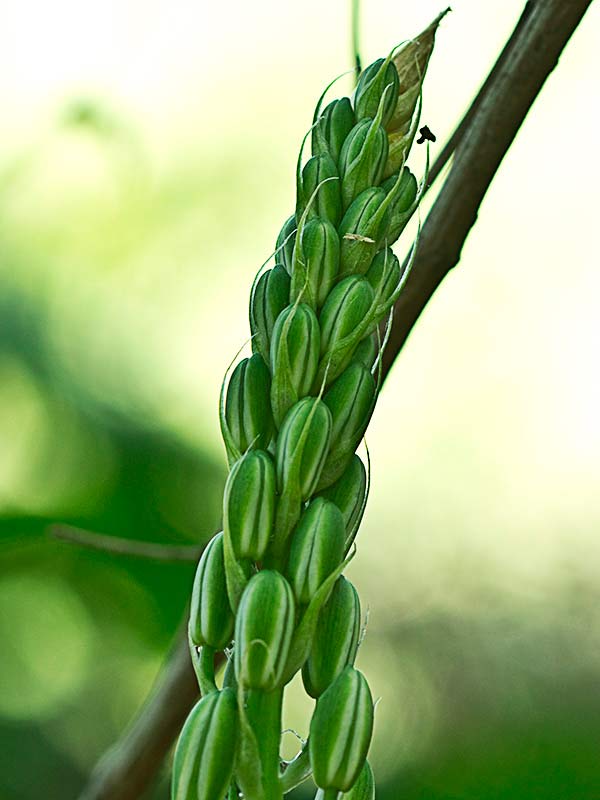 Cima del Ajo de lobo (Ornithogalum narbonense)