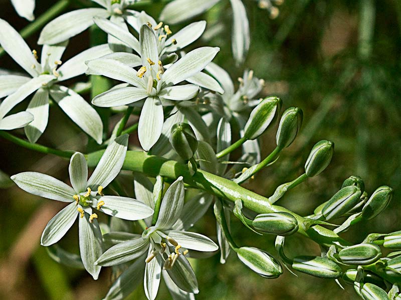 Rama del Ajo de lobo (Ornithogalum narbonense)