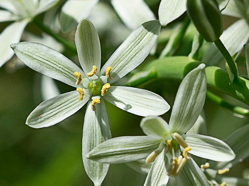 Flores del Ajo de lobo (Ornithogalum narbonense)