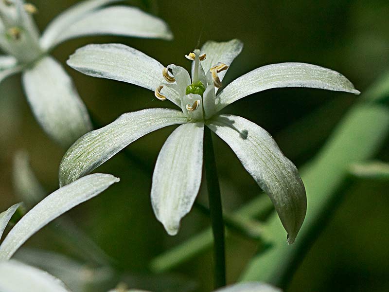 Flor del Ajo de lobo (Ornithogalum narbonense)