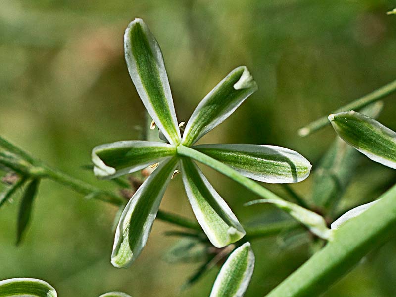 Vista posterior de la inflorescencia del Ajo de lobo (Ornithogalum narbonense)
