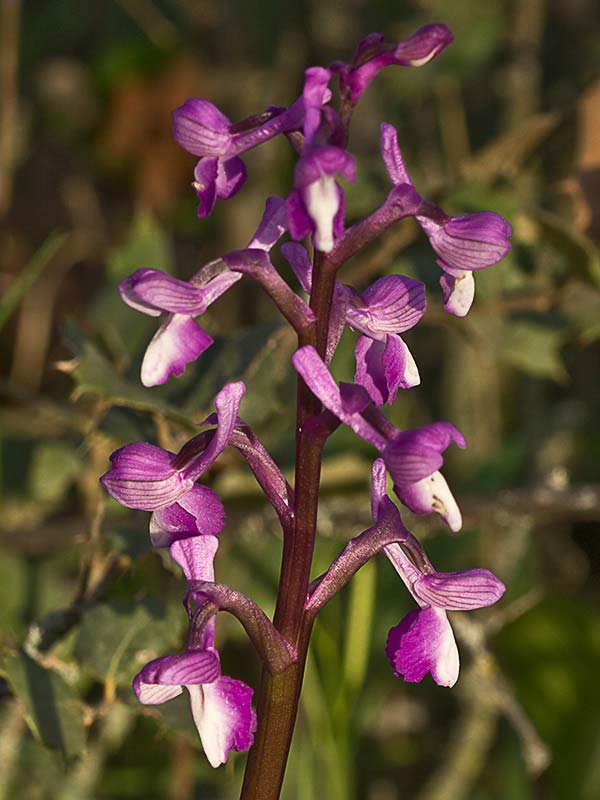 Orquídea de flores laxas (Anacamptis laxiflora)