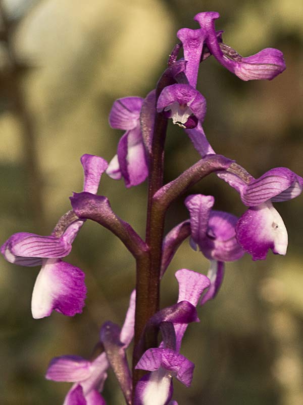 Orquídea de flores laxas (Anacamptis laxiflora)