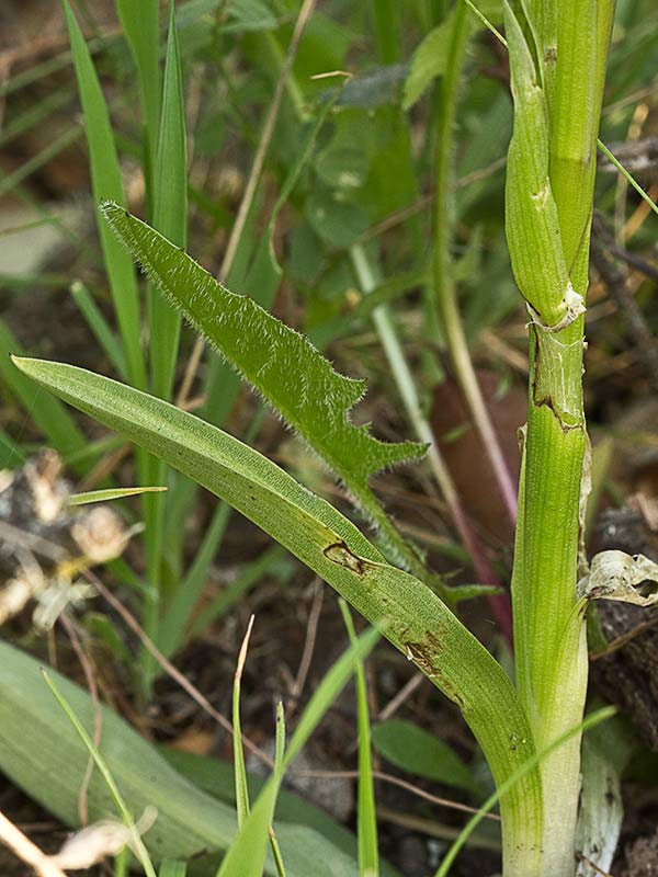 Orquídea de flores laxas (Anacamptis laxiflora)
