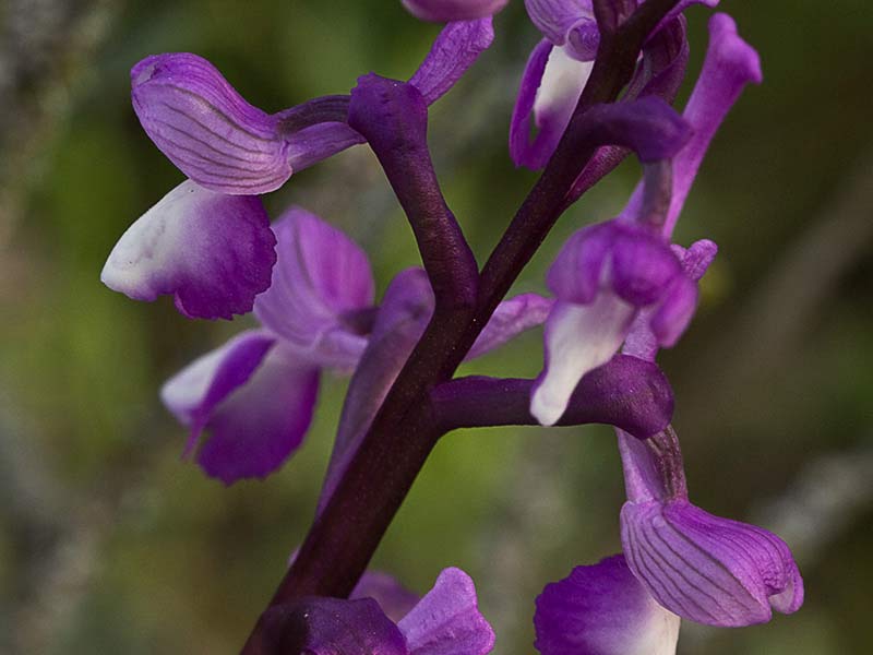 Orquídea de flores laxas (Anacamptis laxiflora)