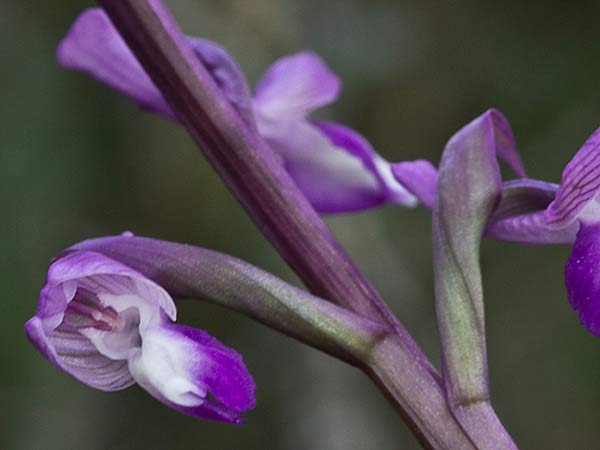 Orquídea de flores laxas (Anacamptis laxiflora)