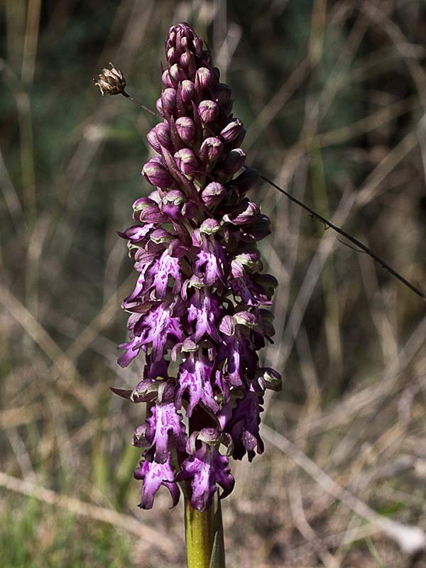 Himantoglossum robertianum