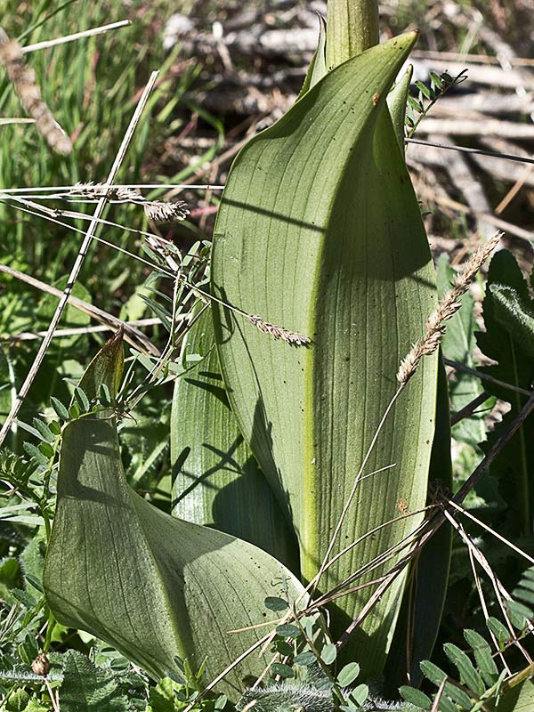 Himantoglossum robertianum