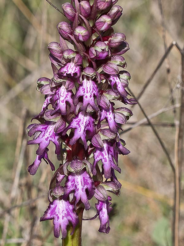Himantoglossum robertianum