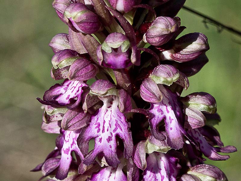 Himantoglossum robertianum