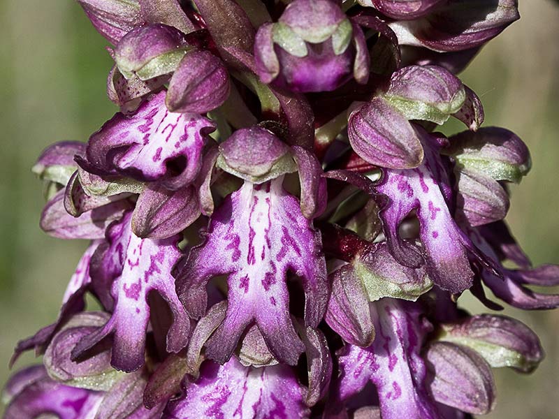 Himantoglossum robertianum