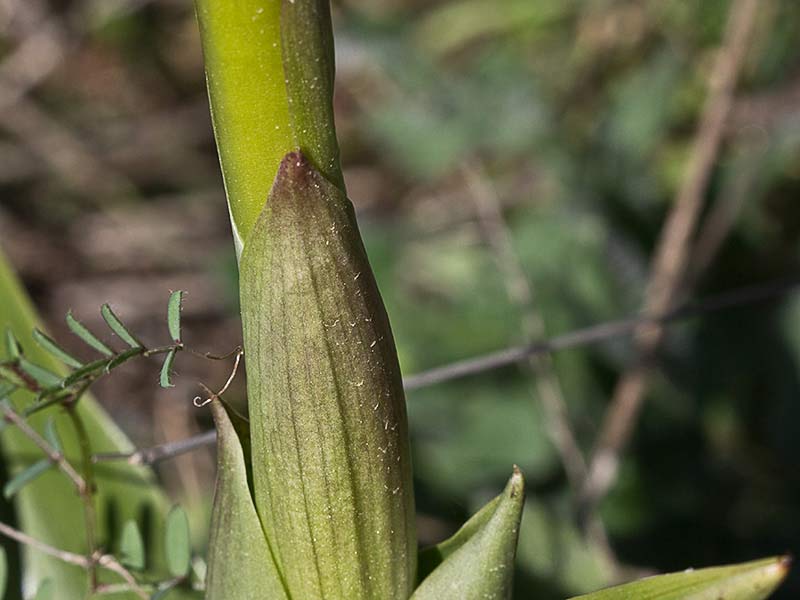 Himantoglossum robertianum