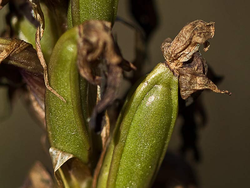 Himantoglossum robertianum