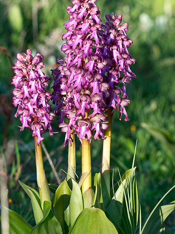 Himantoglossum robertianum