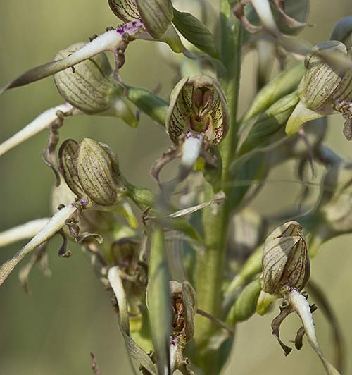 Planta de orquídea lagarto (Himantoglossum hircinum)