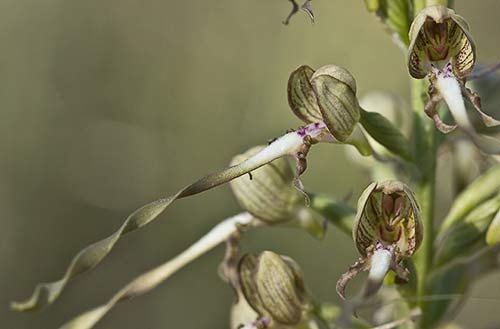 Himantoglossum hircinum