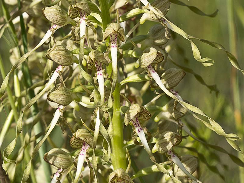  Planta de orquidea lagarto Himantoglossum hircinum