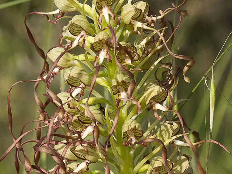 Himantoglossum hircinum