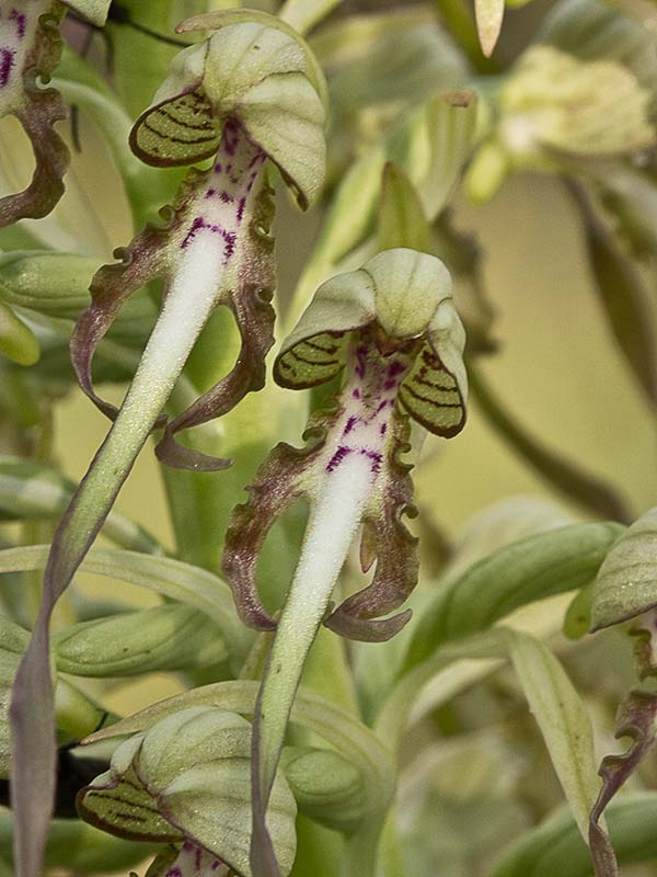 Himantoglossum hircinum