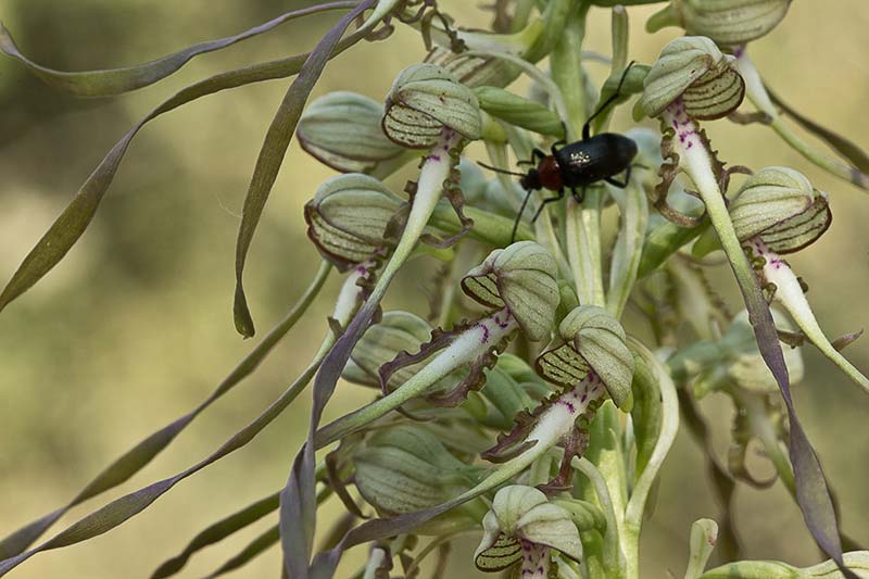 Himantoglossum hircinum