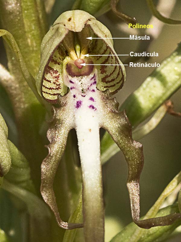 Partes de los políneos del Himantoglossum hircinum