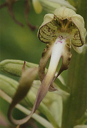 Flor de la orquídea lagarto (Himantoglossum hircinum)