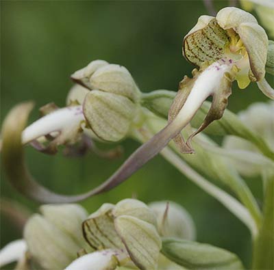 Flor de la orquídea lagarto (Himantoglossum hircinum)