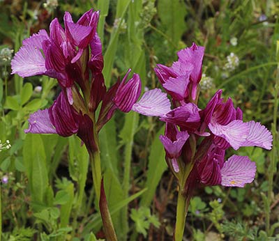 Oquídea mariposa (Orchis papilionacea)