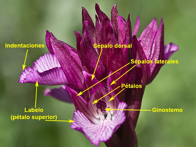 Racimo de flores de la orquídea mariposa (Orchis papilionacea)