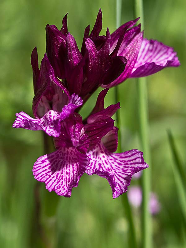 Racimo de flores de la orquídea mariposa (Orchis papilionacea)