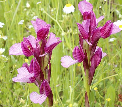 Plantas de la orquídea mariposa (Orchis papilionacea)