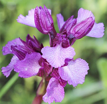 Flores de la orquídea mariposa (Orchis papilionacea)