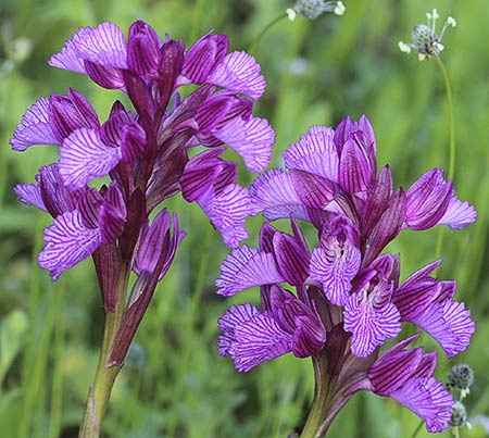 Orquídea mariposa (Orchis papilionacea)