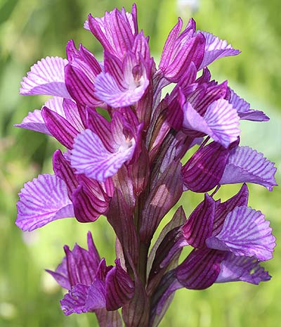Inflorescencias de la orquídea mariposa (Orchis papilionacea)